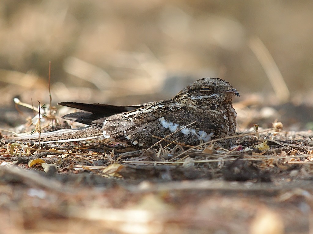 Slender-tailed Nightjar - ML640761611