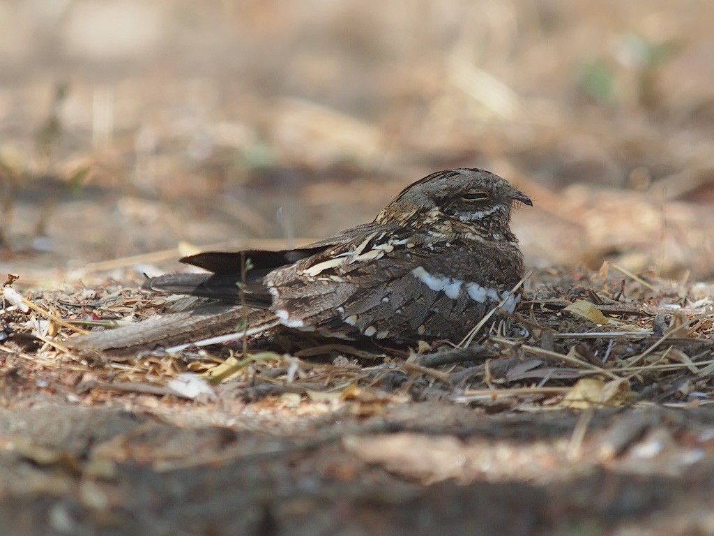 Slender-tailed Nightjar - ML640761612