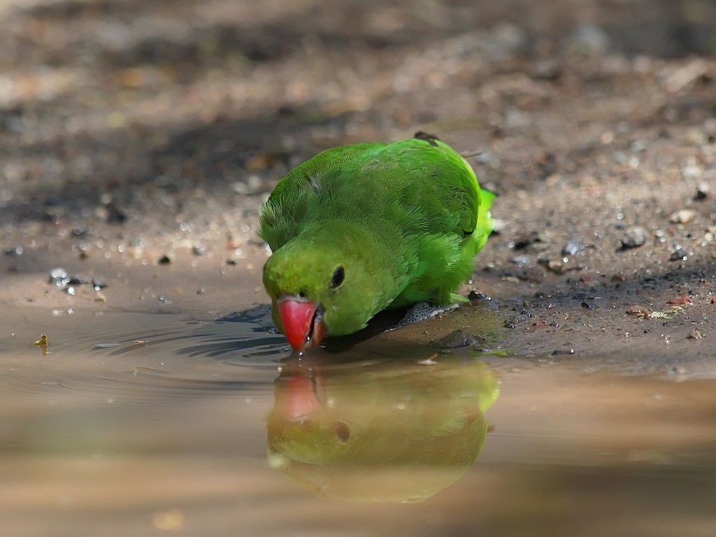 Black-winged Lovebird - ML640761639