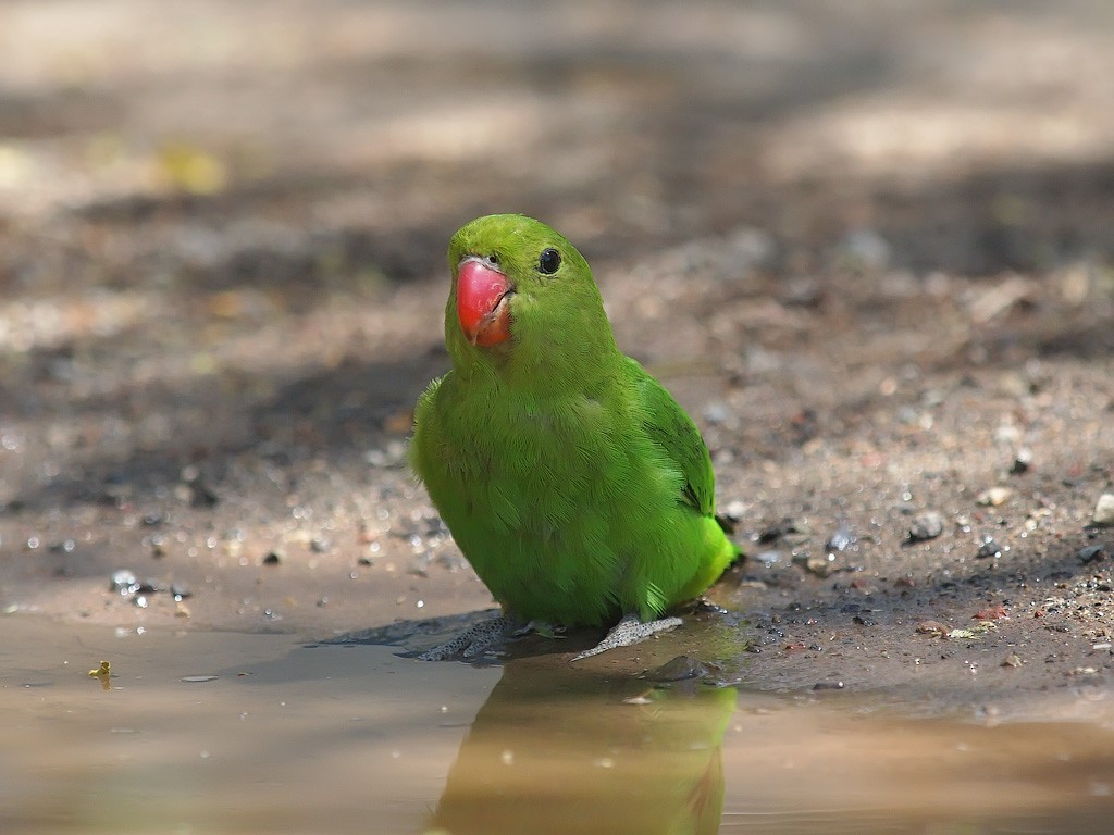 Black-winged Lovebird - ML640761640