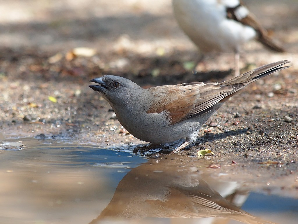 Swainson's Sparrow - ML640761654
