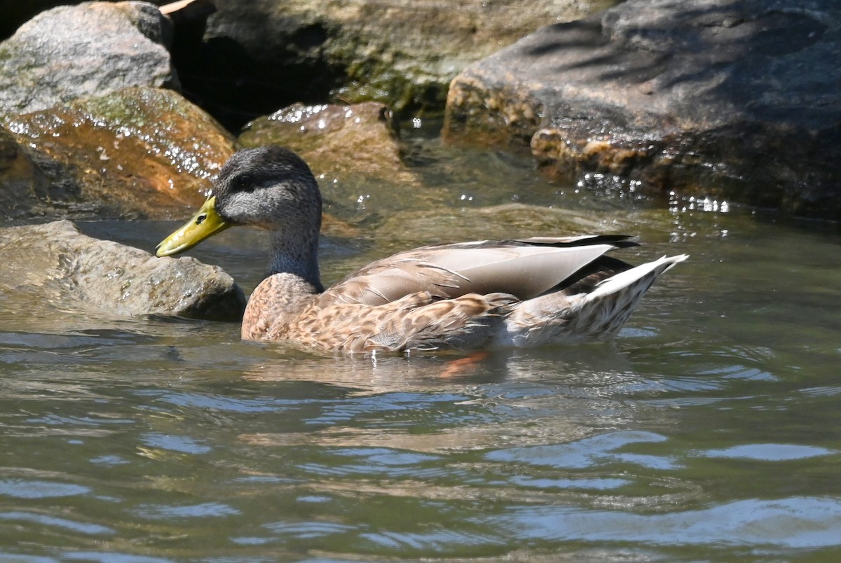 Mallard - ML640761663