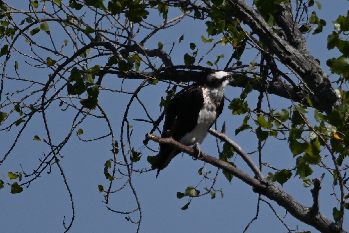 Osprey - ML640761674