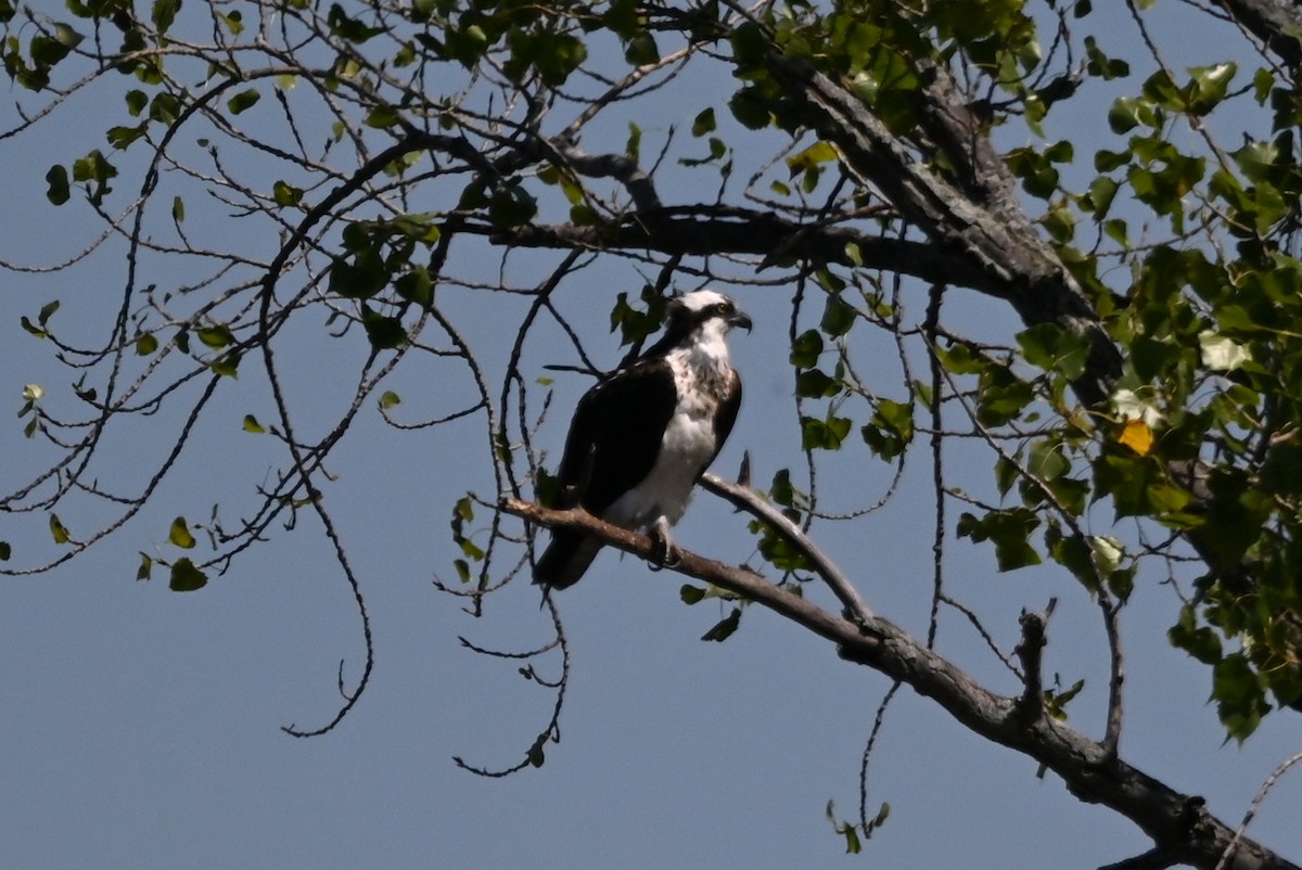 Osprey - ML640761675