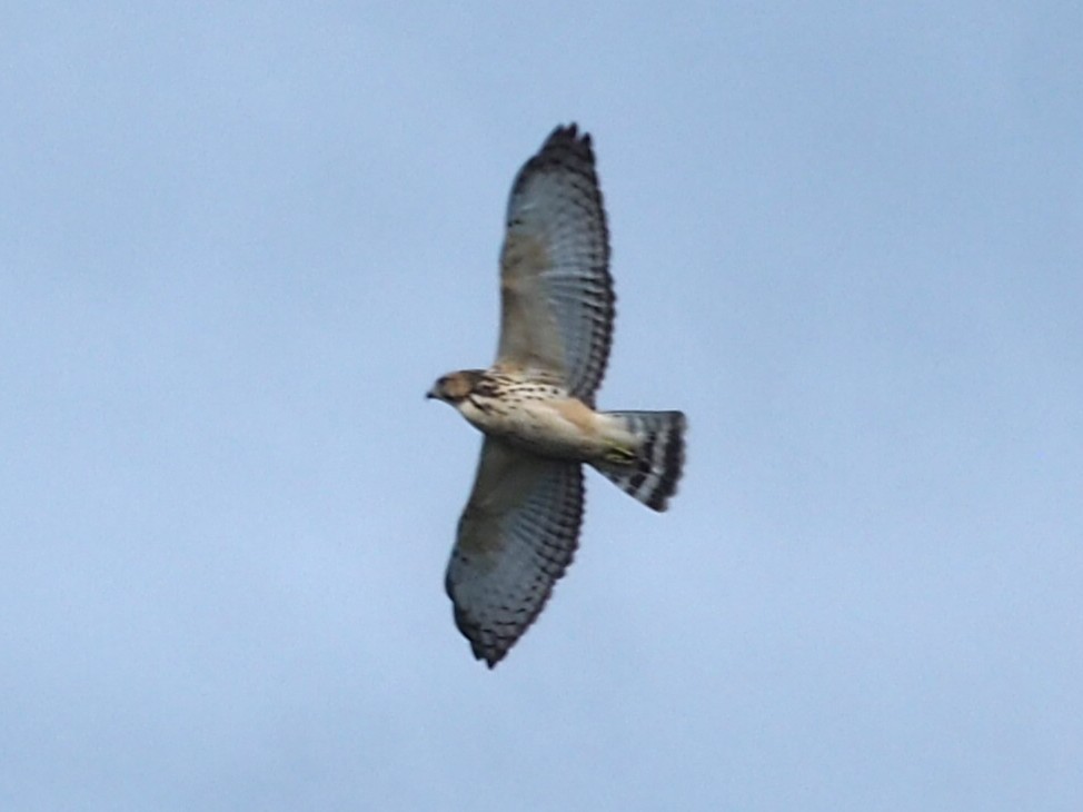 Accipitridae sp. (hawk sp.) - ML640761682