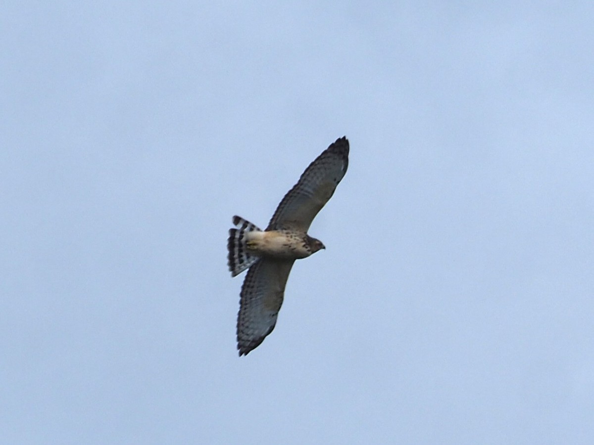 Accipitridae sp. (hawk sp.) - ML640761683