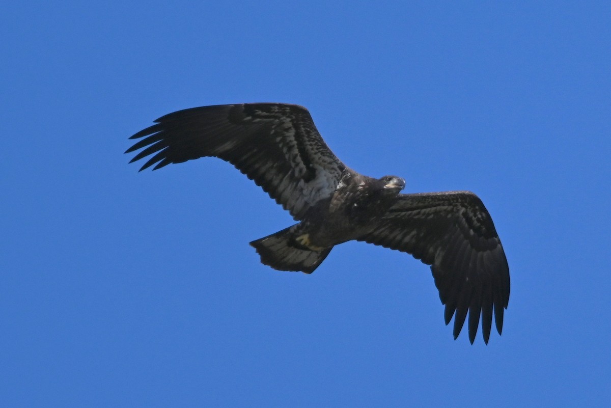 Bald Eagle - ML640761687
