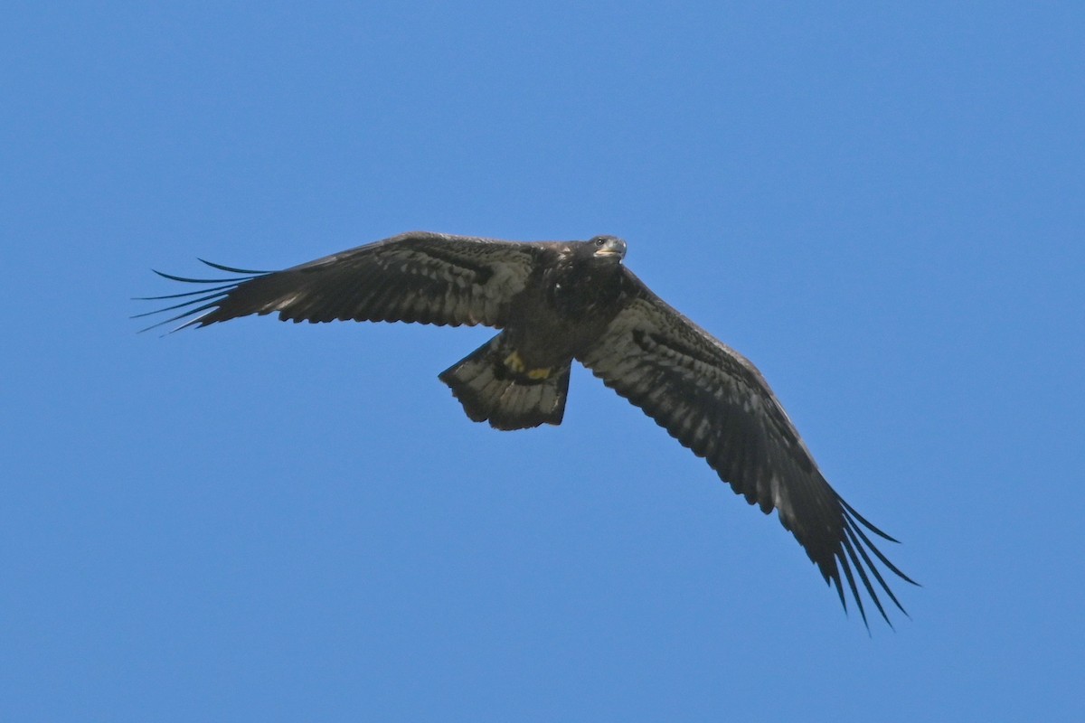 Bald Eagle - ML640761689