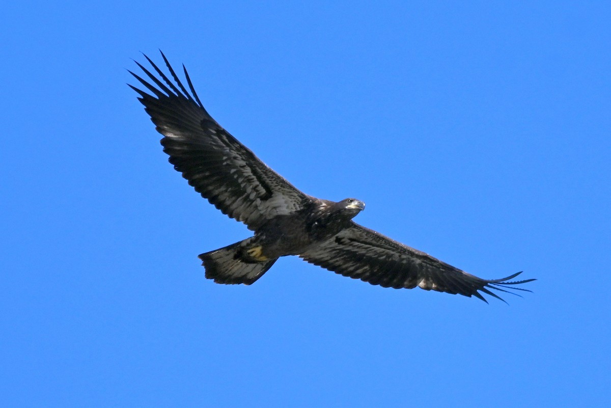 Bald Eagle - ML640761690