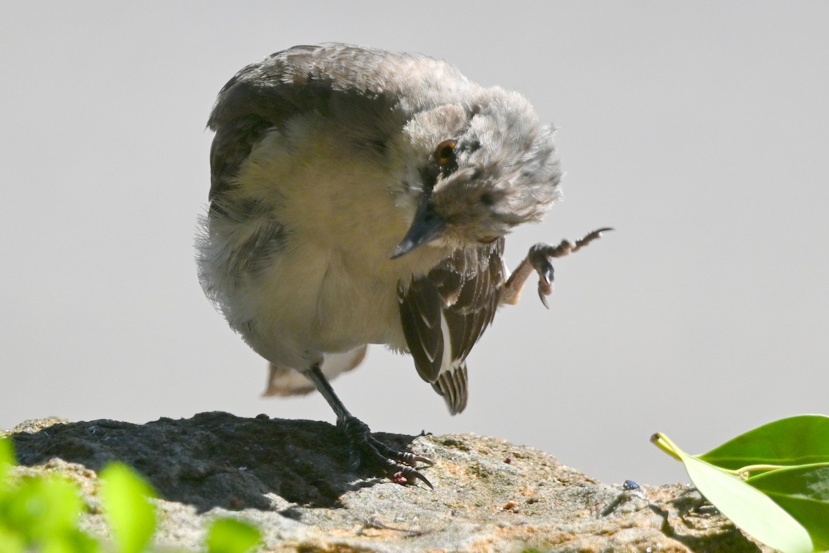 Northern Mockingbird - ML640761693
