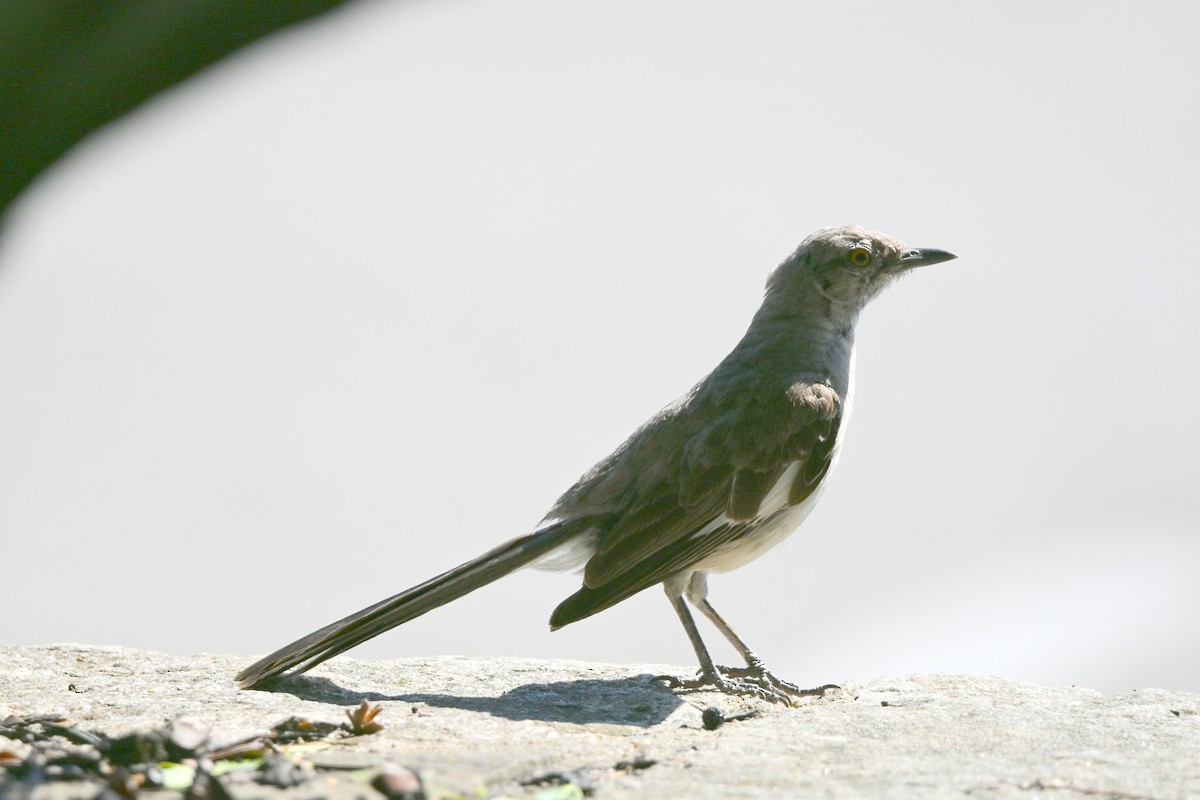 Northern Mockingbird - ML640761695