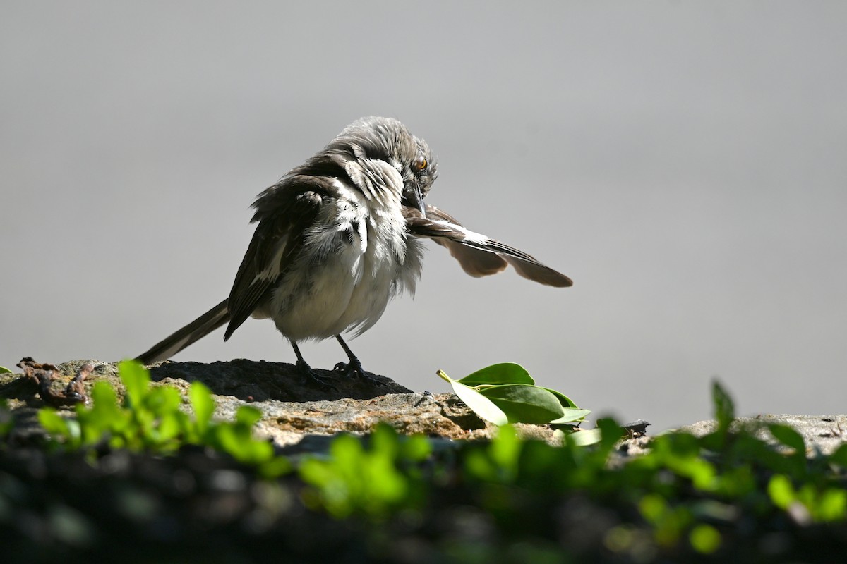 Northern Mockingbird - ML640761696