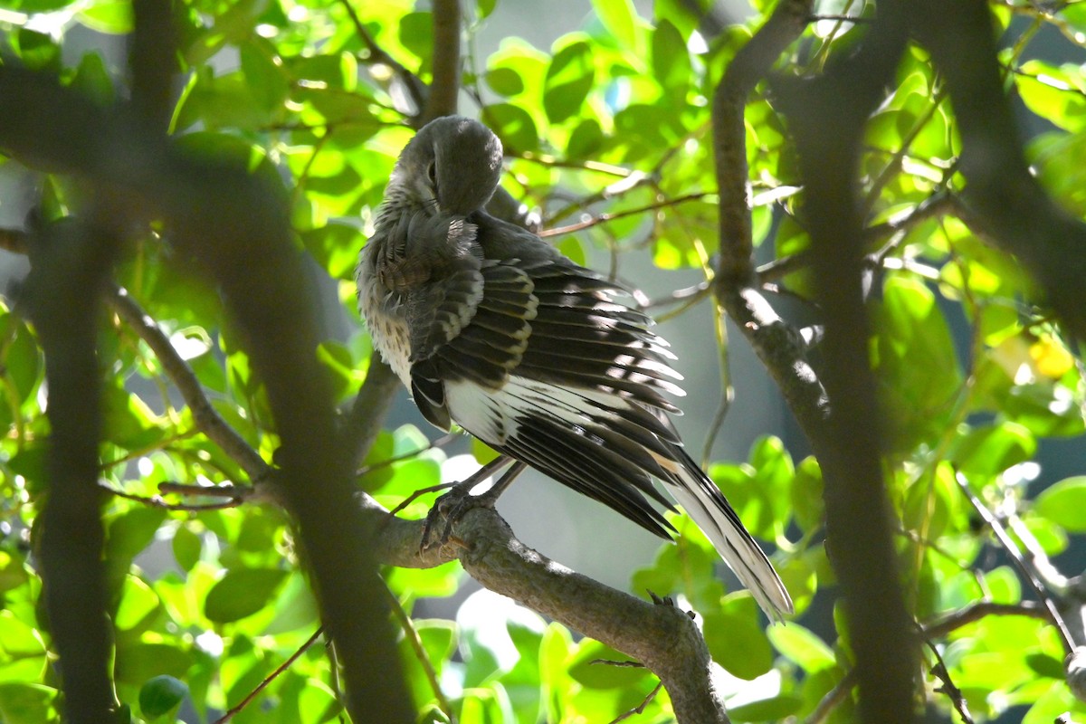 Northern Mockingbird - ML640761697