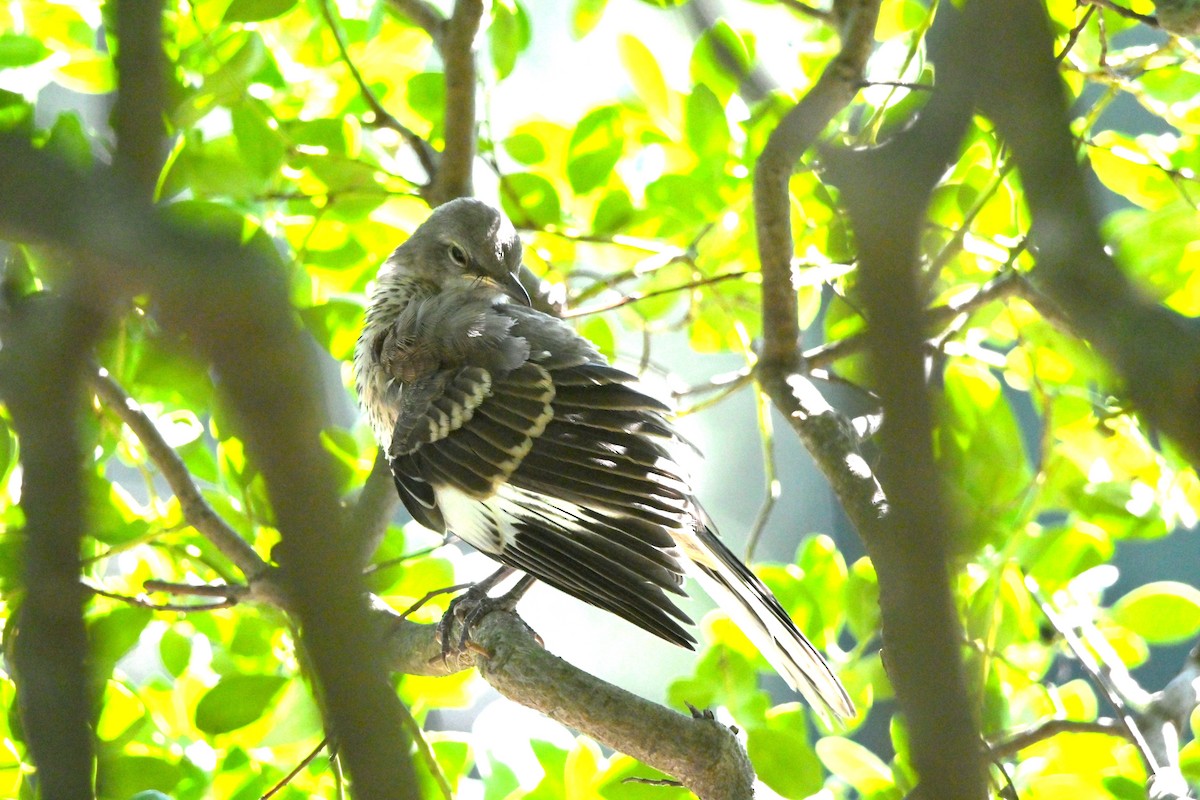 Northern Mockingbird - ML640761698