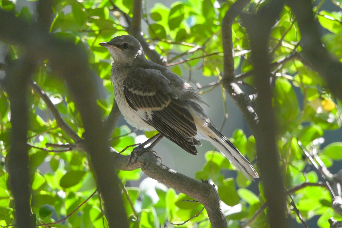 Northern Mockingbird - ML640761699