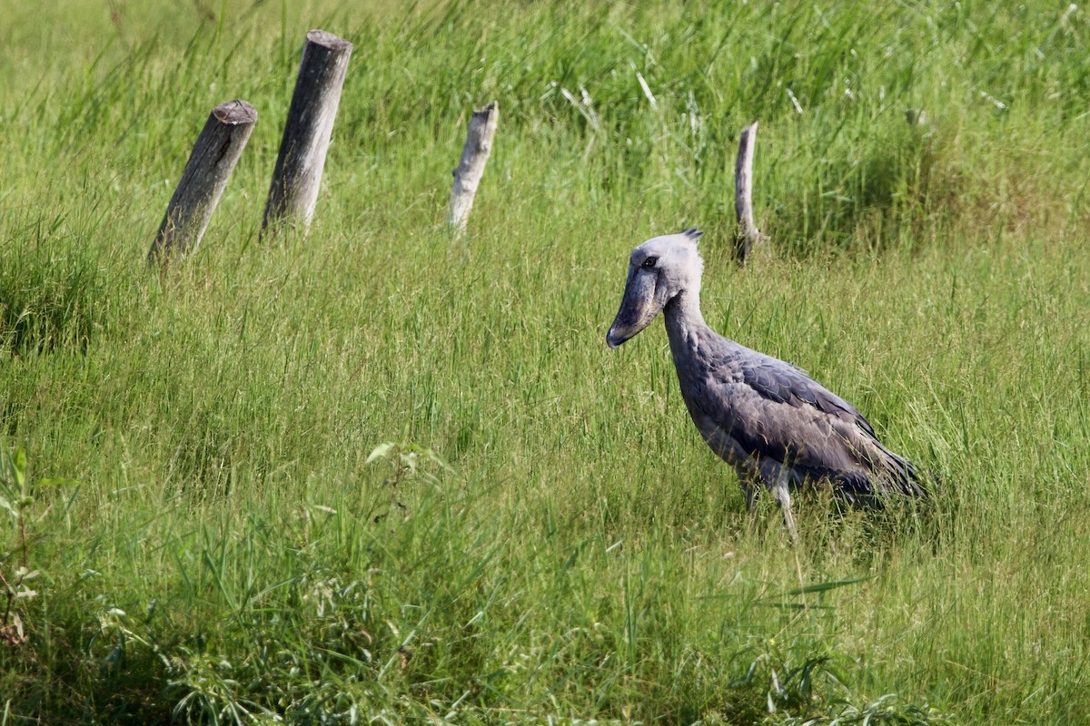 Shoebill - ML640761704