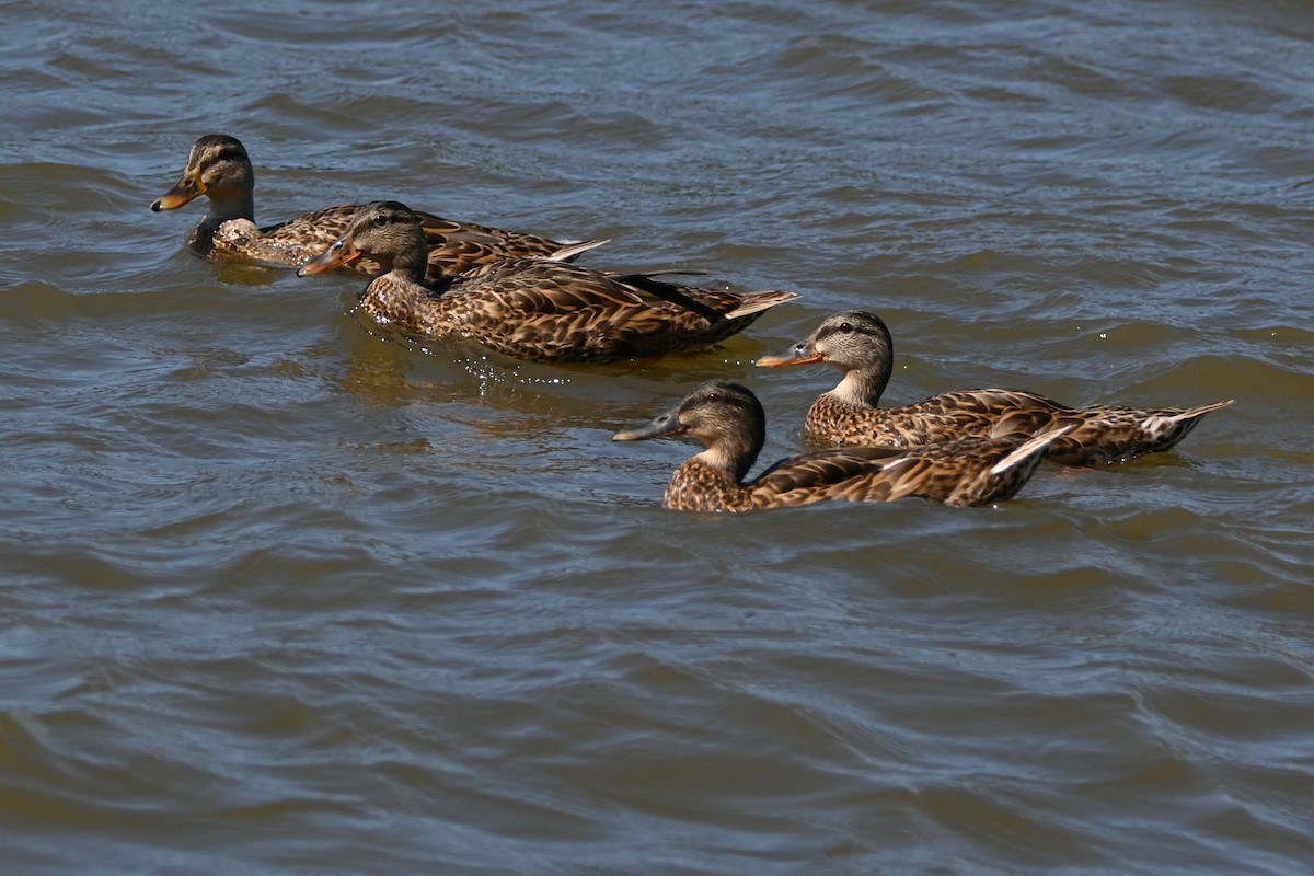Mallard - ML640761725