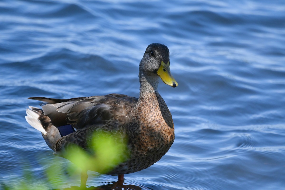 Mallard - ML640761726