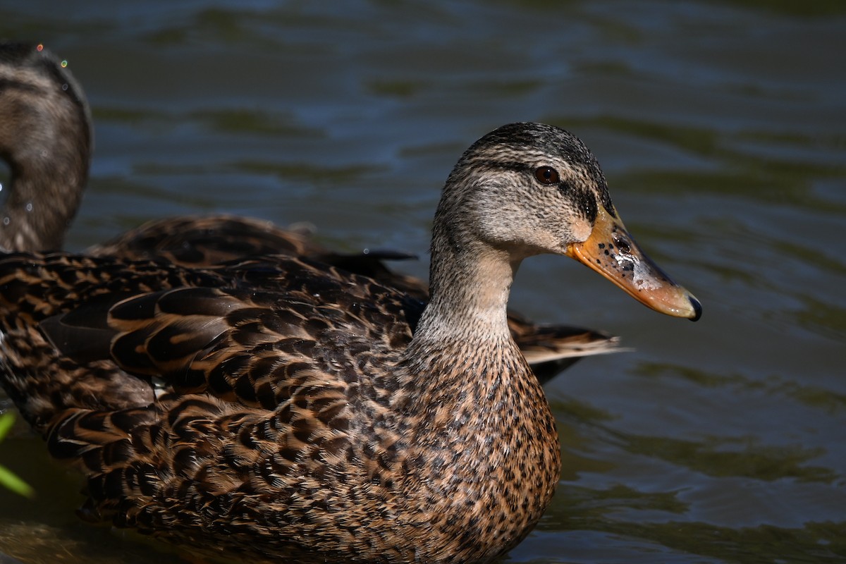Mallard - ML640761727