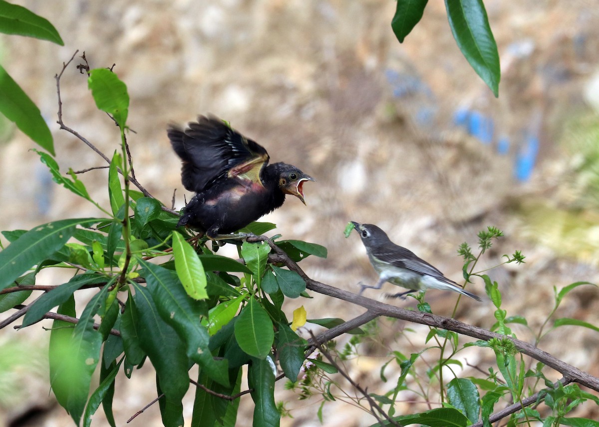 Plumbeous Vireo - ML640761750