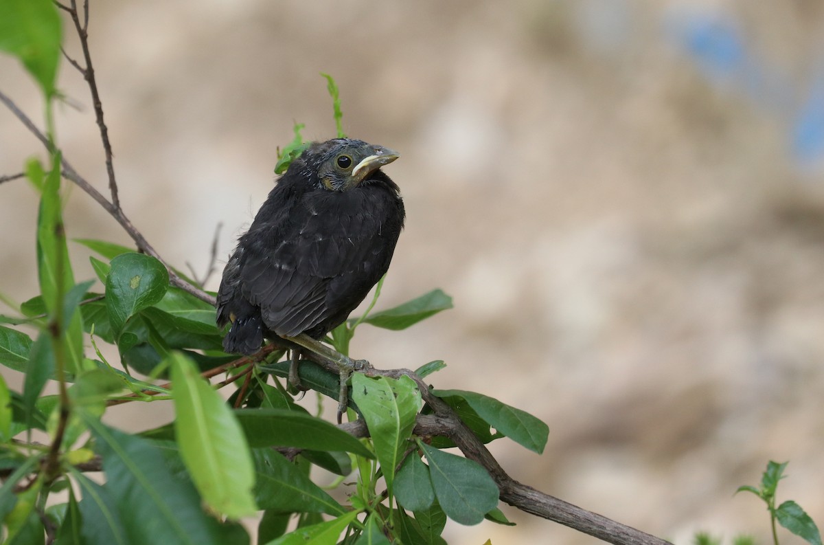 Bronzed Cowbird - ML640761769