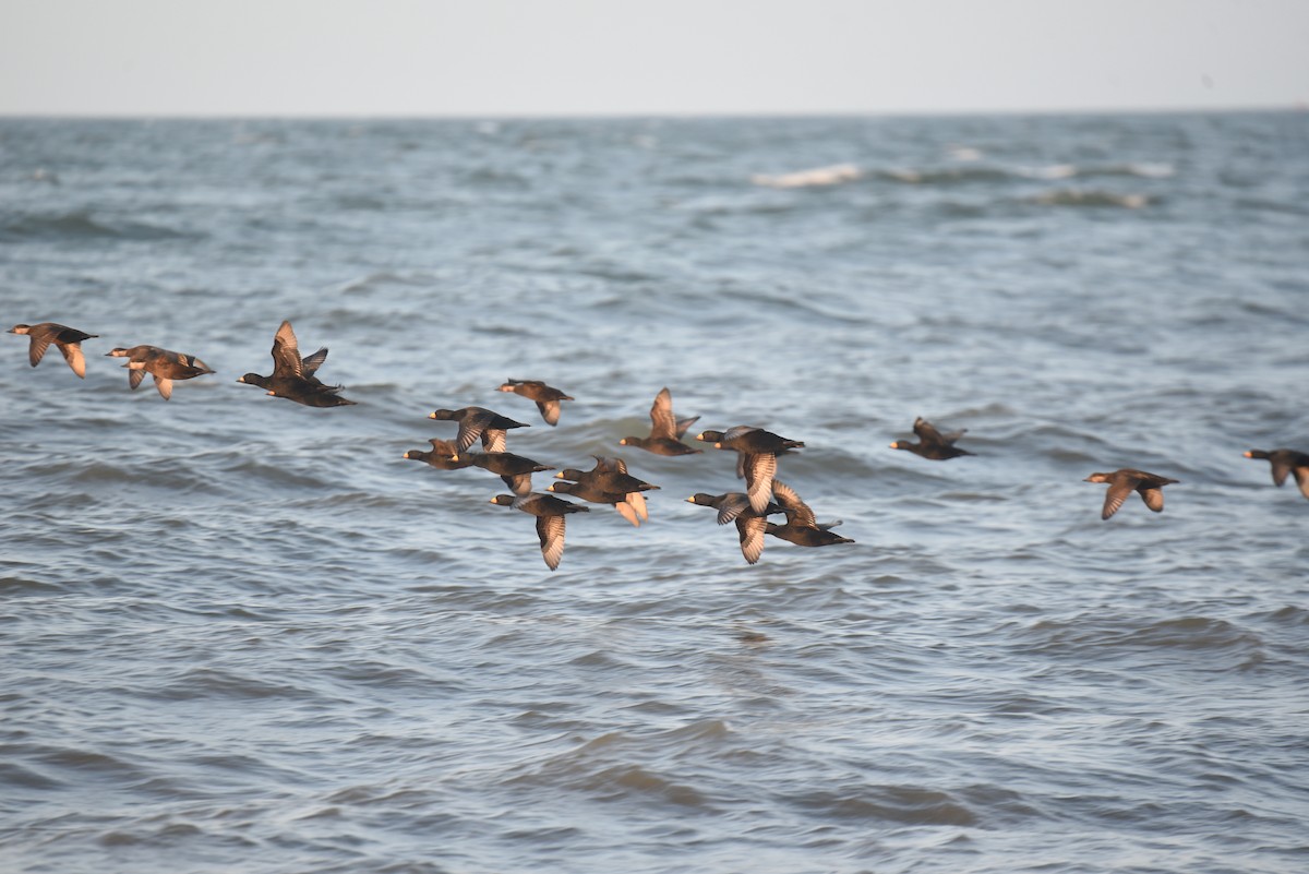 Black Scoter - ML640761785