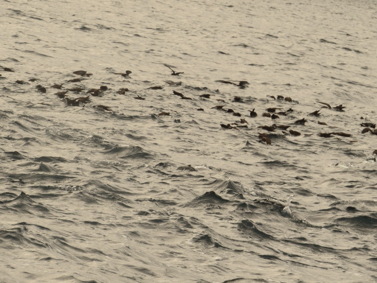 Galapagos Shearwater - ML640761878