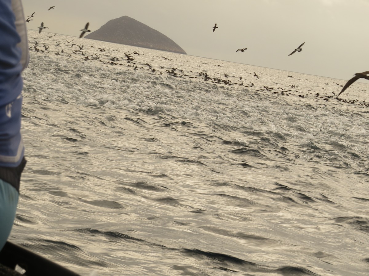 Galapagos Shearwater - ML640761883