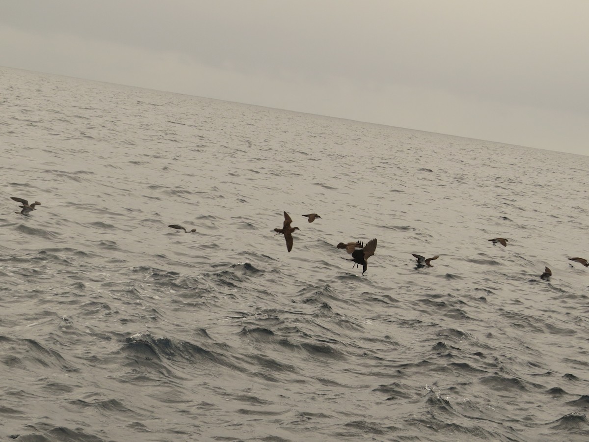 Galapagos Shearwater - ML640761936