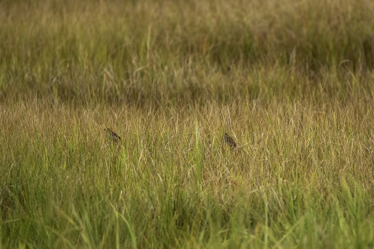 Saltmarsh Sparrow - ML640761943