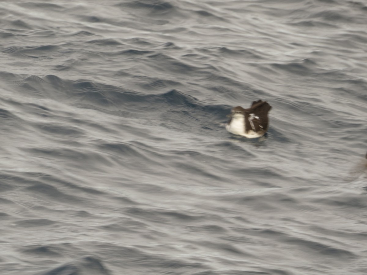Galapagos Shearwater - ML640761973