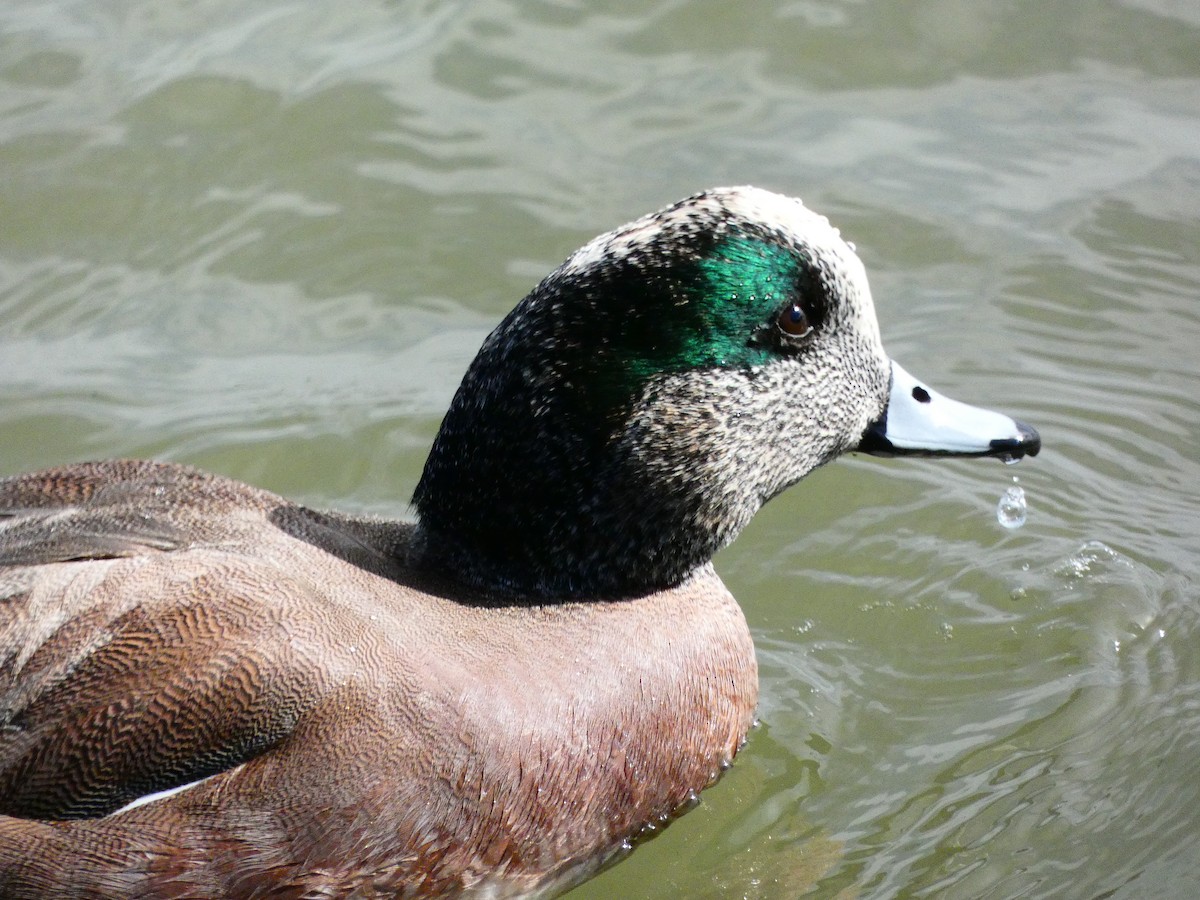American Wigeon - ML640761994