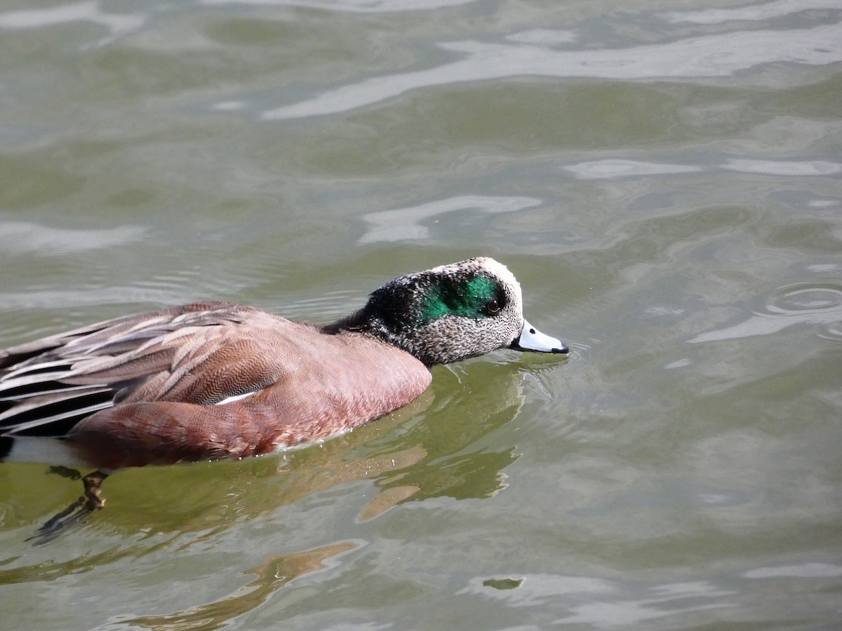American Wigeon - ML640761995