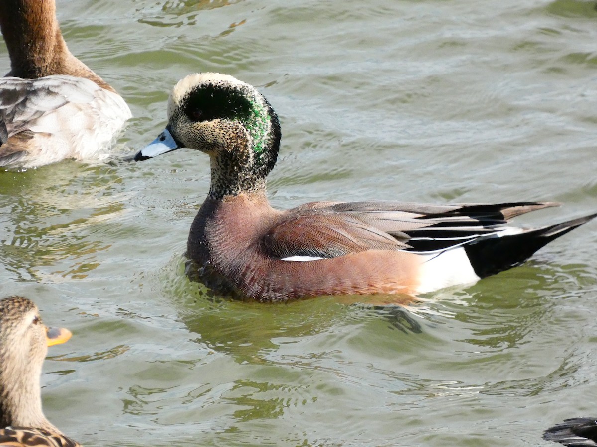 American Wigeon - ML640761997