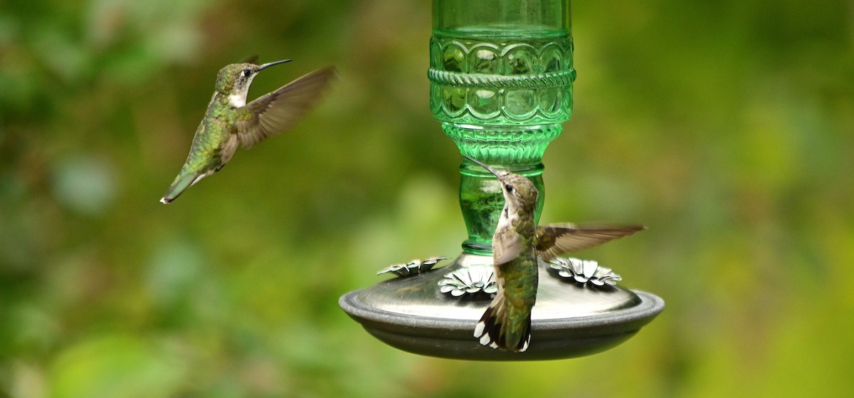 Ruby-throated Hummingbird - ML640762012