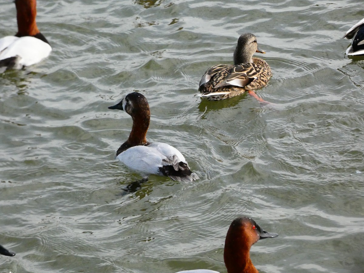 Canvasback - ML640762029