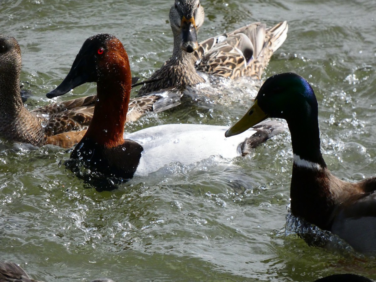 Canvasback - ML640762057
