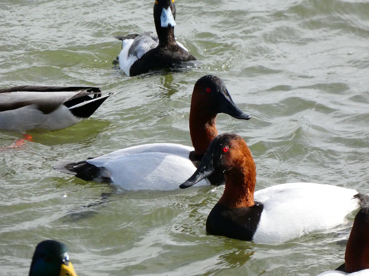 Canvasback - ML640762058