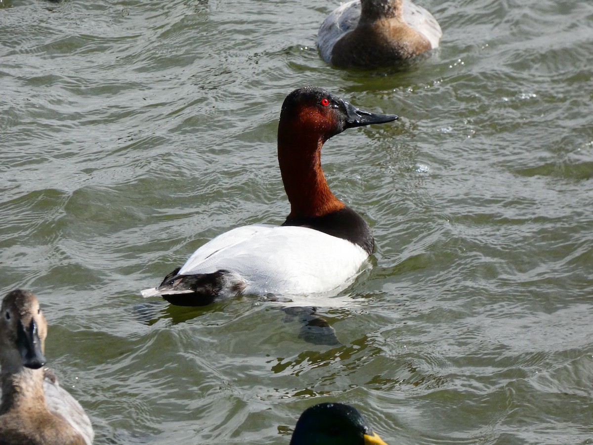 Canvasback - ML640762062