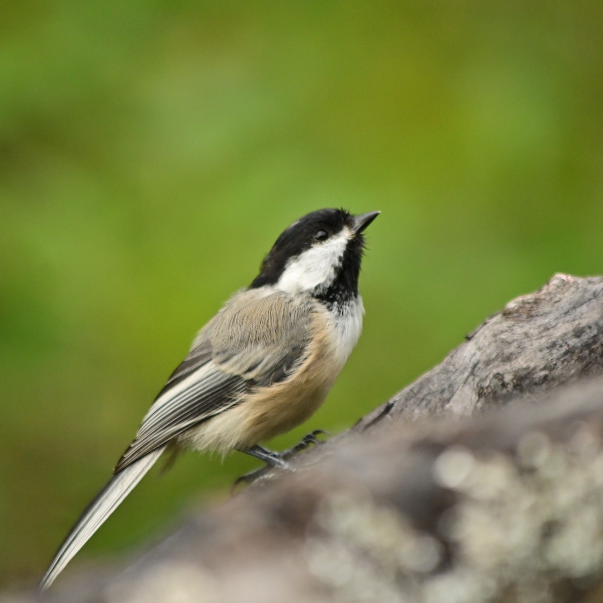 Black-capped Chickadee - ML640762063