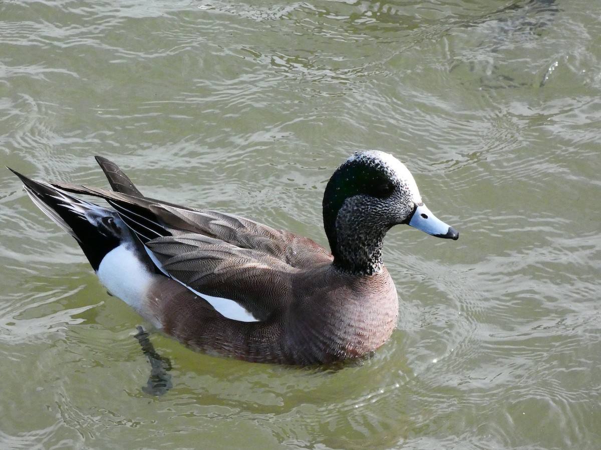 American Wigeon - ML640762093