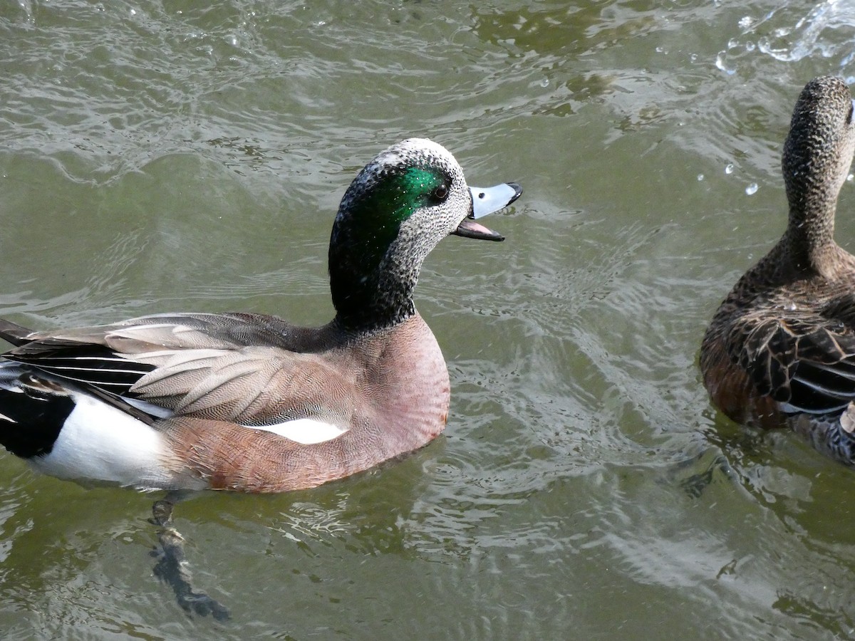 American Wigeon - ML640762094