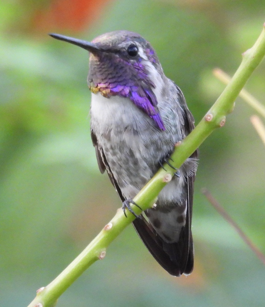 Costa's Hummingbird - ML640762095