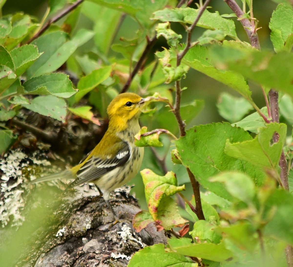 Black-throated Green Warbler - ML640762107