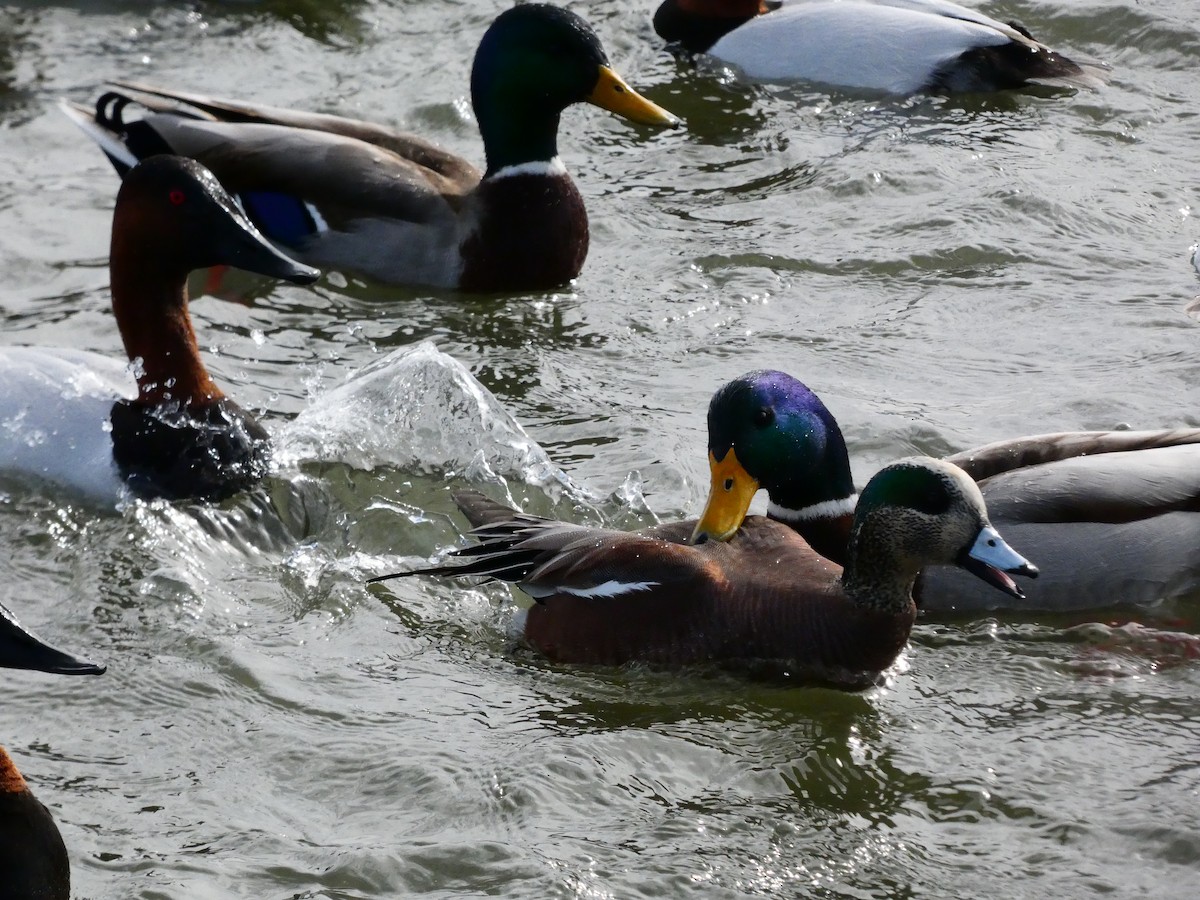 American Wigeon - ML640762125
