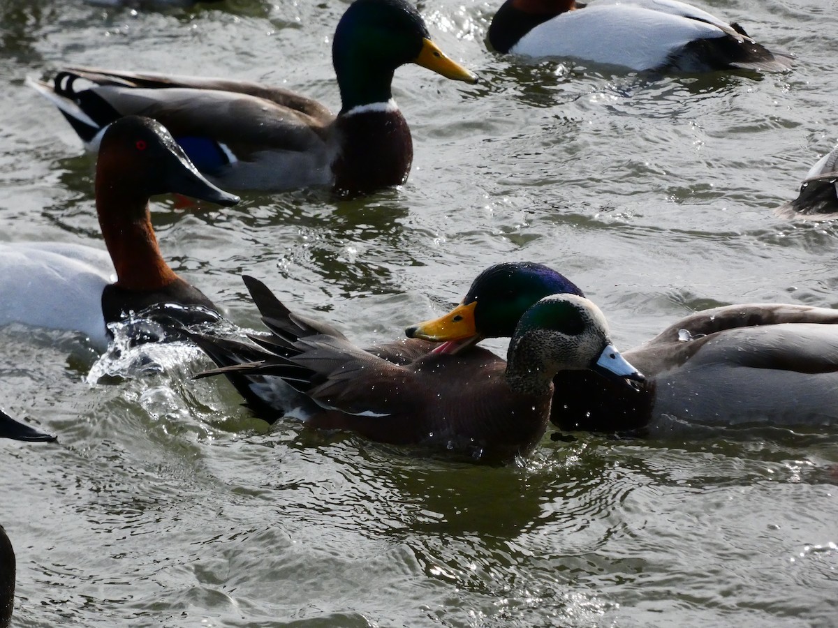 American Wigeon - ML640762126