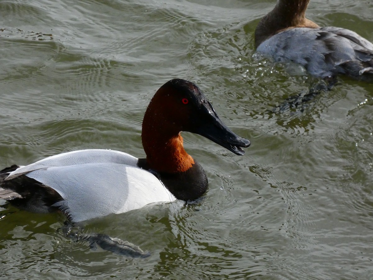 Canvasback - ML640762135