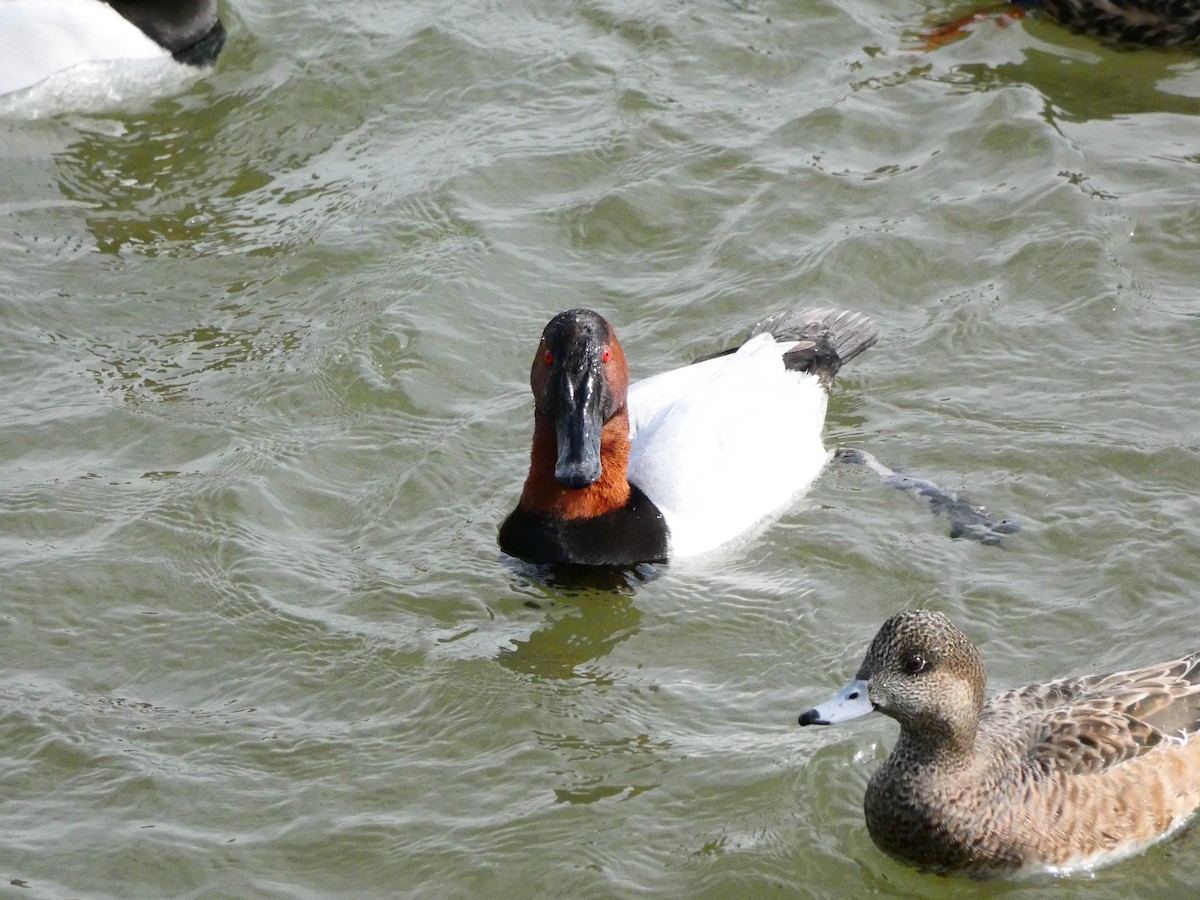 Canvasback - ML640762138