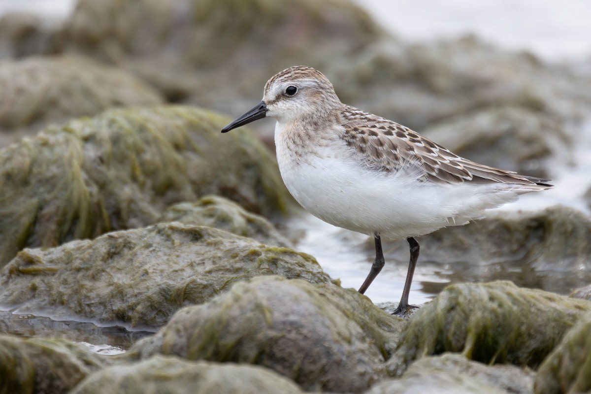Semipalmated Sandpiper - Leo Weiskittel