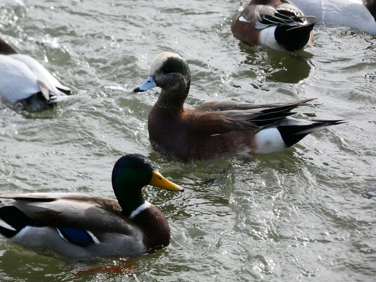 American Wigeon - ML640762157